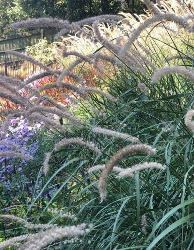 laurel-hill-garden-design-chantry-view-bank-close-up