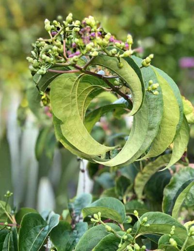 laurel-hill-garden-design-flower-2