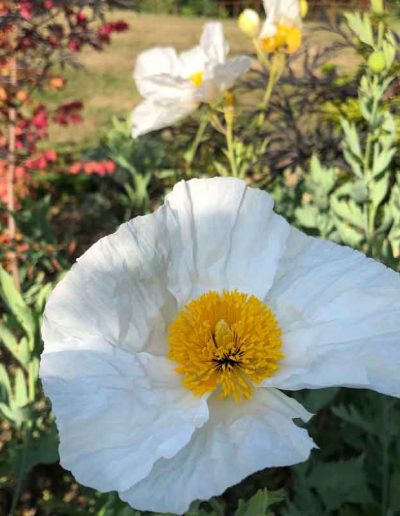 laurel-hill-garden-design-flower