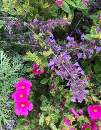 laurel-hill-garden-design-chantry-quarry-planting-update-3