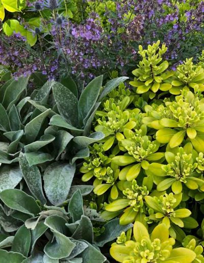 laurel-hill-garden-design-chantry-quarry-planting-update-4