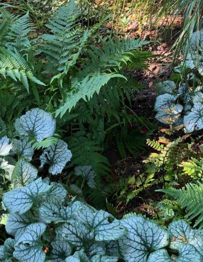 laurel-hill-garden-design-chantry-quarry-planting-update-5