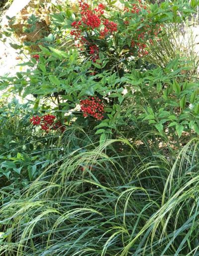 laurel-hill-garden-design-chantry-quarry-planting-update-6