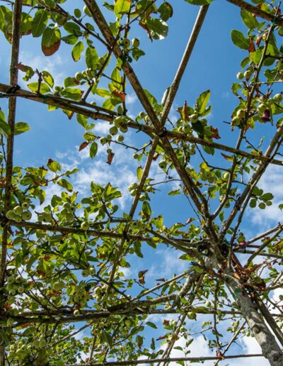 laurel-hill-gardens-olive-tee-garden-Gibbet-Mead-18