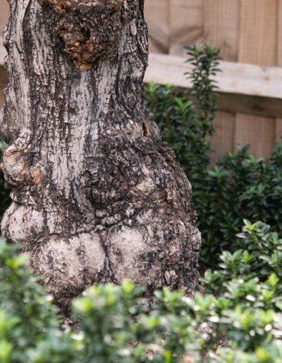 laurel-hill-gardens-olive-tree-garden-Gibbet-Mead-11