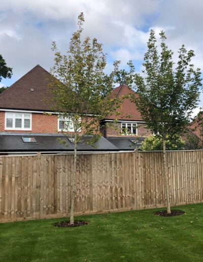 laurel-hill-gardens-olive-tree-garden-before-Gibbet-Mead-6