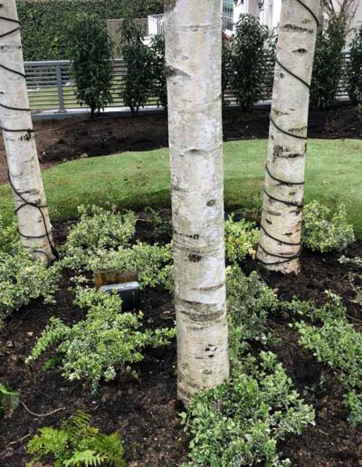 laurel-hill-gardens-hove-front-garden-2223