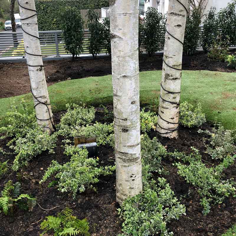 laurel-hill-gardens-hove-front-garden-2223