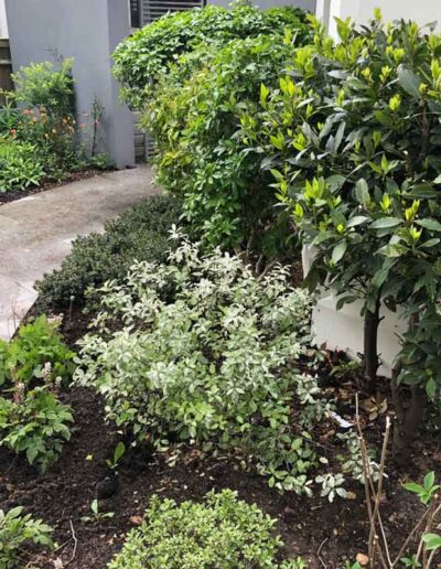 laurel-hill-gardens-hove-front-garden-2876