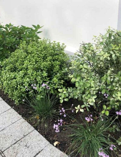 laurel-hill-gardens-hove-front-garden-5552