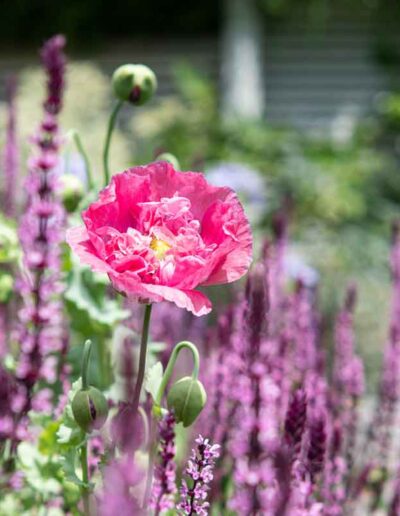 Laurel-Hill-Gardens-Hove-Contemporary-Garden-west-sussex-1