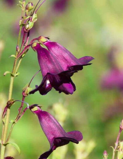 laurel-hill-gardens-burrows-hill-purple-flower