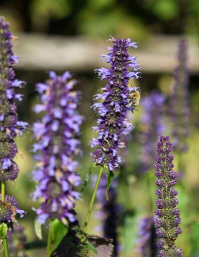 laurel-hill-gardens-burrows-hill-tulips