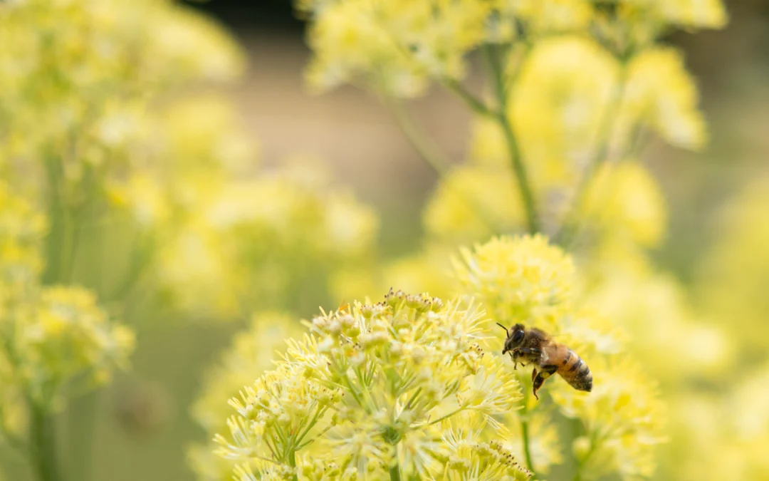 Wellness Gardens: Designing Outdoor Spaces That Help You Slow Down