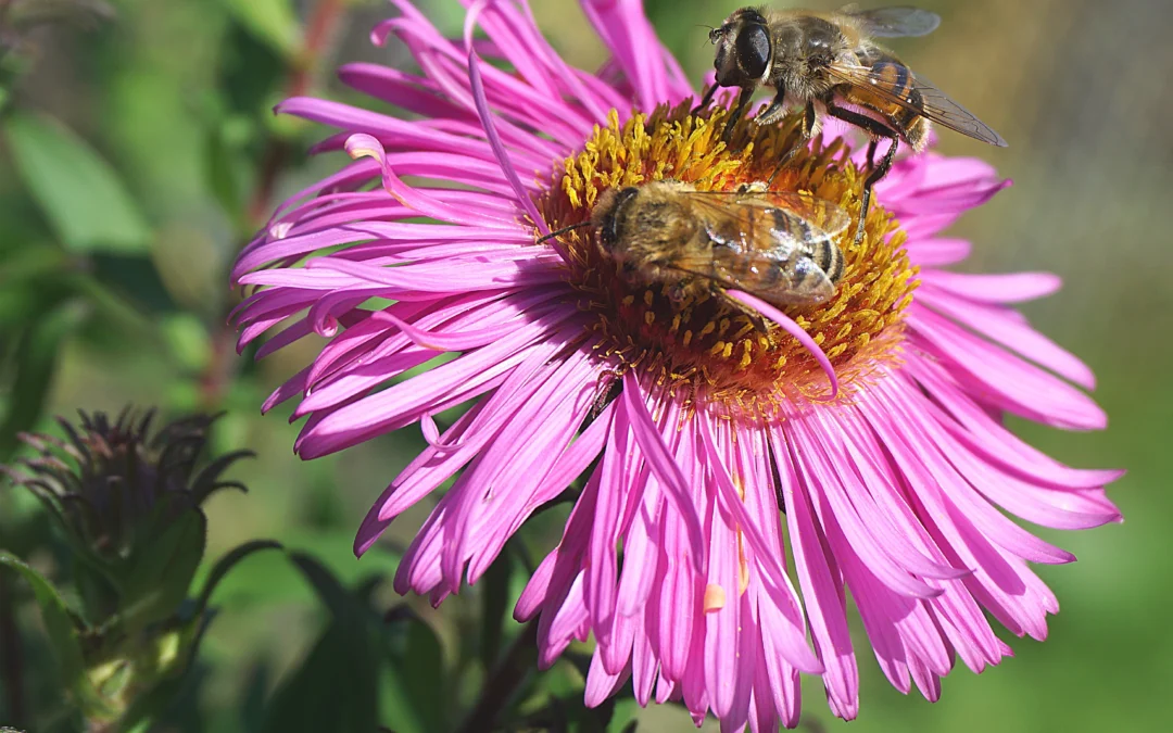 How to Create a Pollinator-Friendly Garden in Surrey This Spring