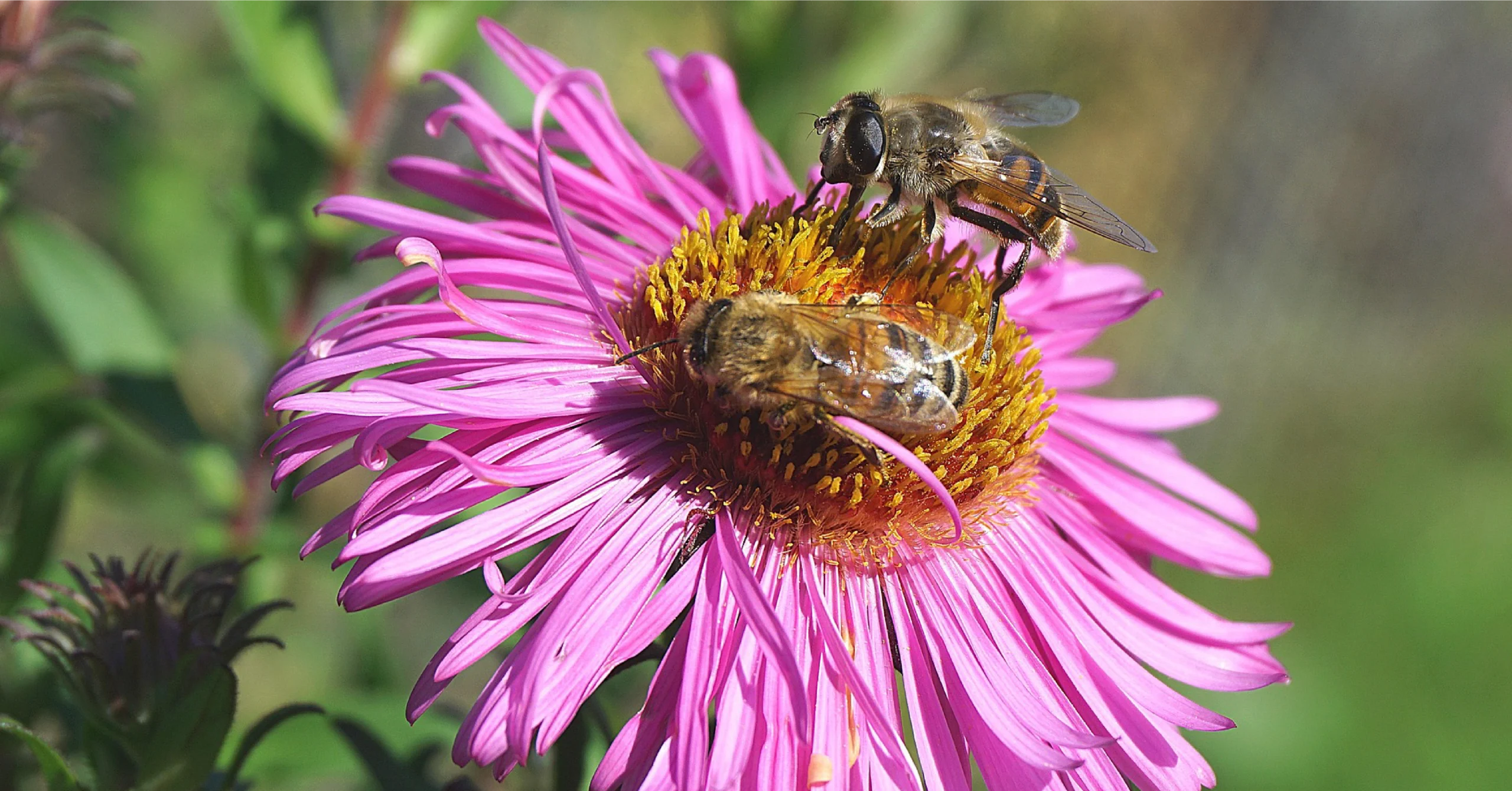 Attract Pollinators to Your Garden This Spring | Laurel Hill Gardens